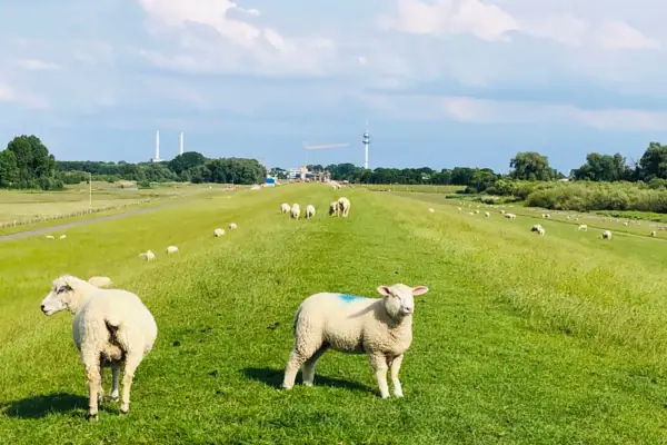 Schafe auf dem Elbdeich der Wedeler Marsch an der Elbe.