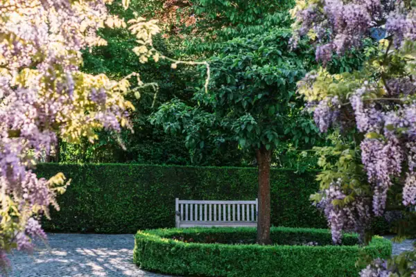 Bank im Garten mit blühender Glyzinie und einer grünen Hecke im Hintergrund.