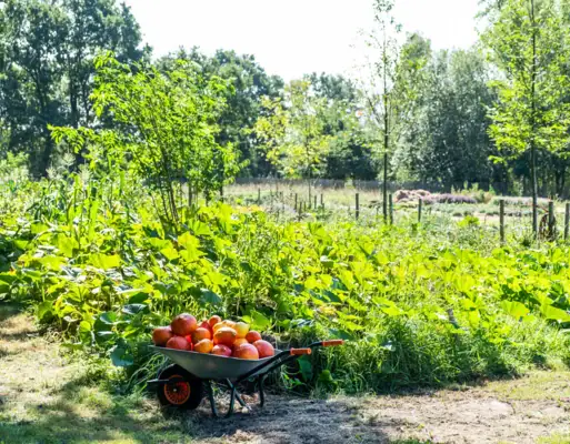 Schubkarre voller Kürbisse im Garten.