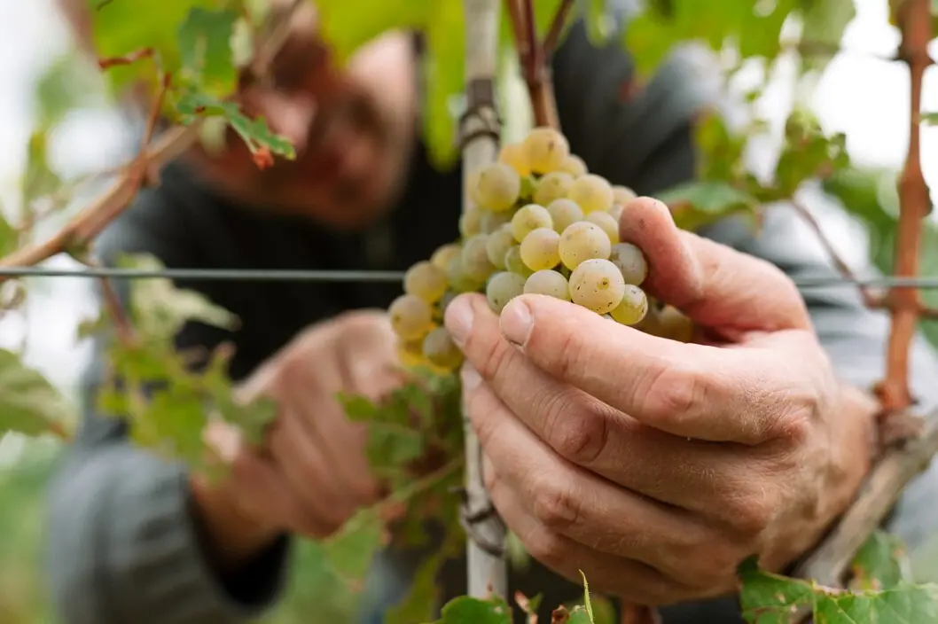 Weingut Partner aja Eine Person hält eine Traube auf einem Weinberg in der Pfalz..