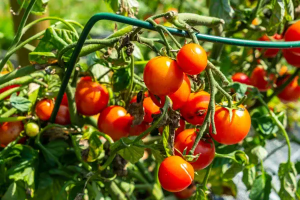 Eine Tomatenpflanze mit reifen Rispentomaten.