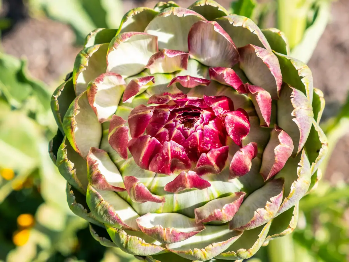 Nahaufnahme einer Artischocke.